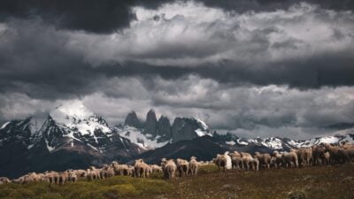 Sheep in the shadow of Torres del Paine at Estancia Cerro Guido, Chile