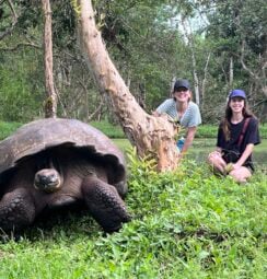 Giant tortoise in Galapagos