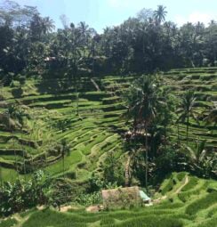 Rice fields in Bali, Indonesia