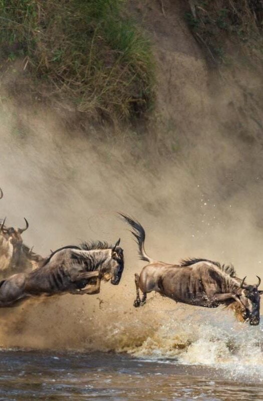 Wildebeests crossing a river during the great migration