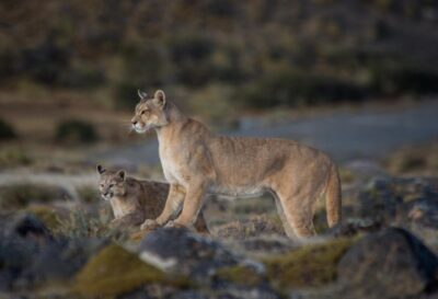 Puma in Torres del Paine national park