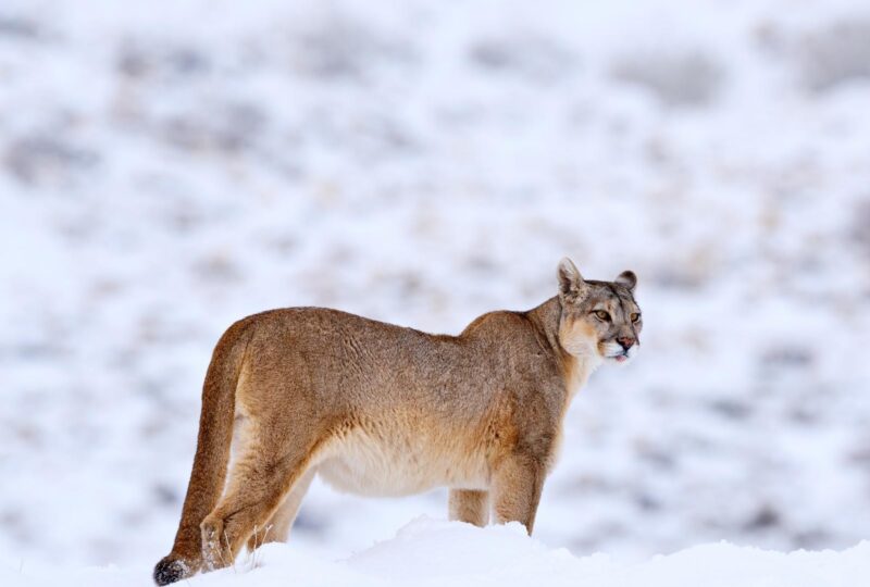 Puma in the snow in Torres del Paine national park