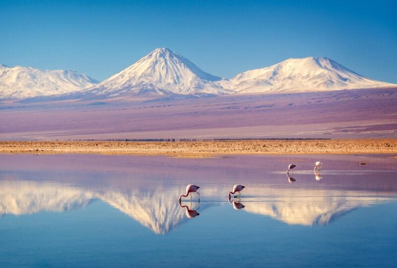 Flamingos in a brightly coloured lake in the Atacama Desert