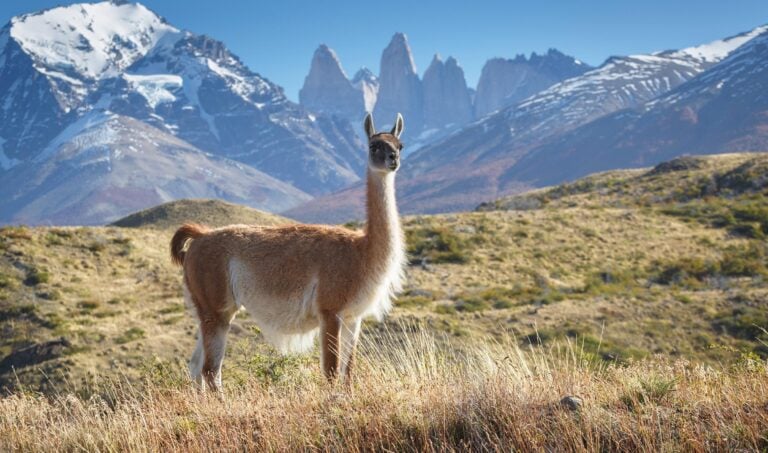 Guanaco in National Park Torres del Paine, Patagonia, Chile