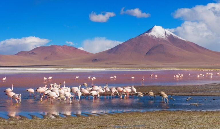 Flamingos in a coloured lagoon in the Atacama desert