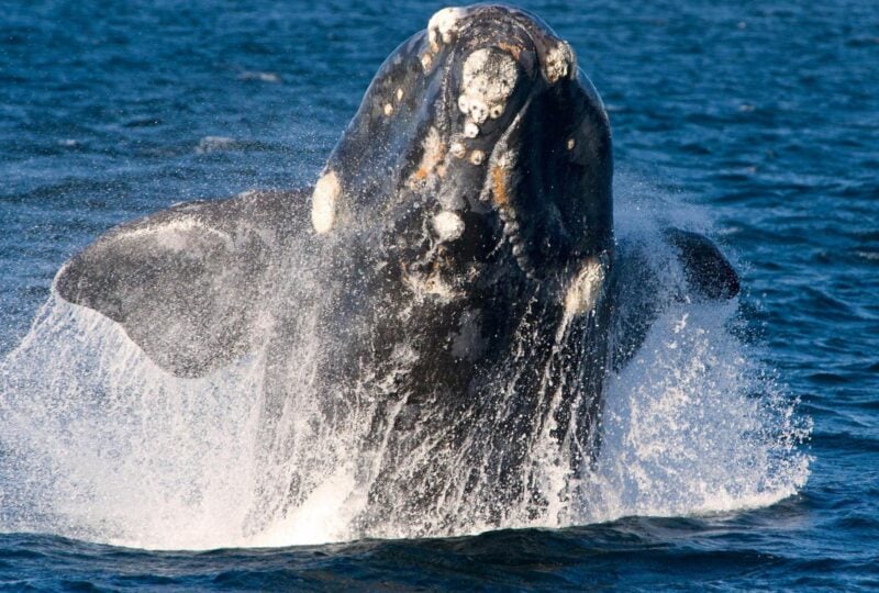 a southern right whale breaching the water in Peninsula Valdes, Argentina