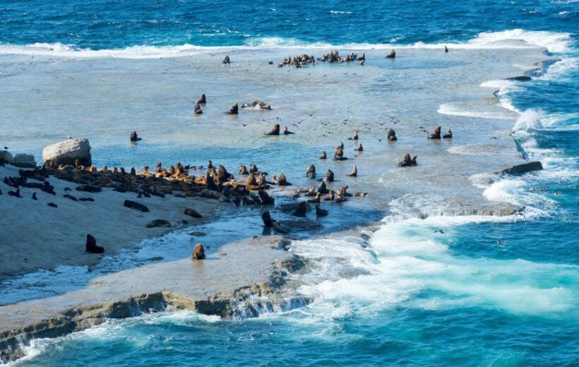 Rookery of fur seals on Valdes peninsula Argentina