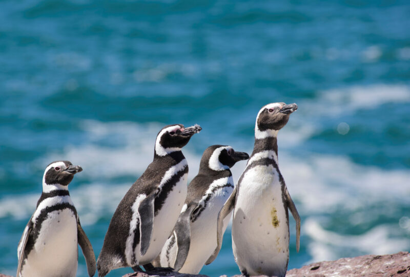 Penguins in Peninsula Valdes, Argentina