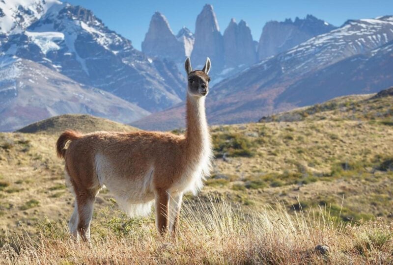 Guanaco in National Park Torres del Paine, Patagonia, Chile