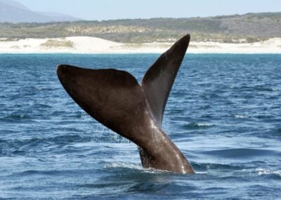 The tail fin of a southern right whale coming out of the ocean