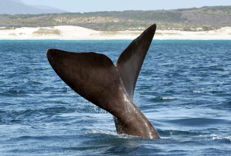 The tail fin of a southern right whale coming out of the ocean