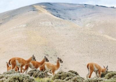 Guanacos grazing on the Patagonian Steppe