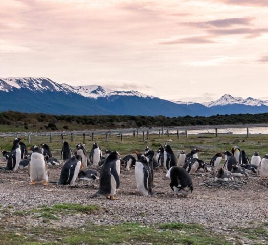 Magellanic penguins on Isla Martillo island in Patagonia, Argentina, South America