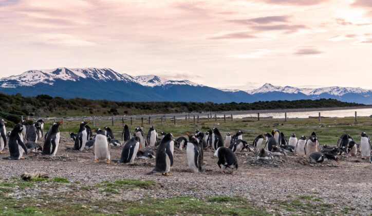 Magellanic penguins on Isla Martillo island in Patagonia, Argentina, South America