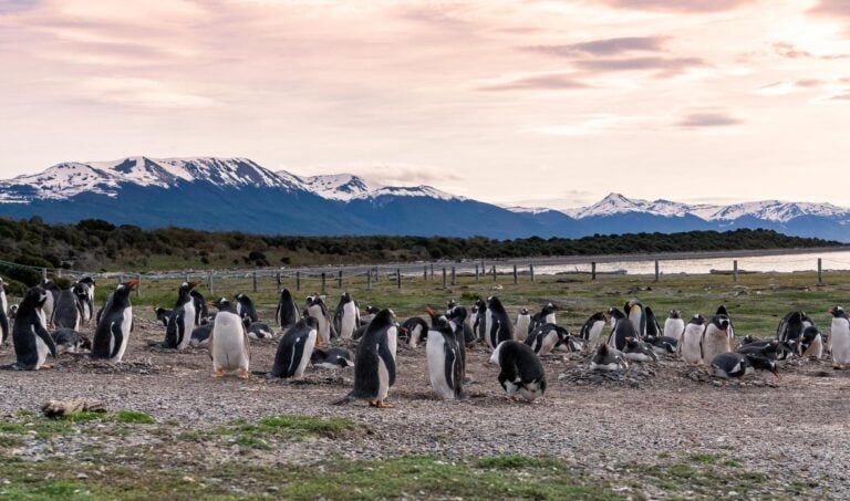 Magellanic penguins on Isla Martillo island in Patagonia, Argentina, South America