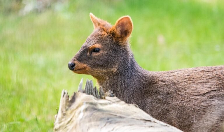 A pudu deer in Chile