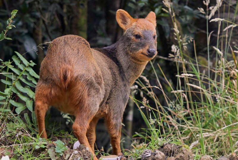 A pudu deer in Chile