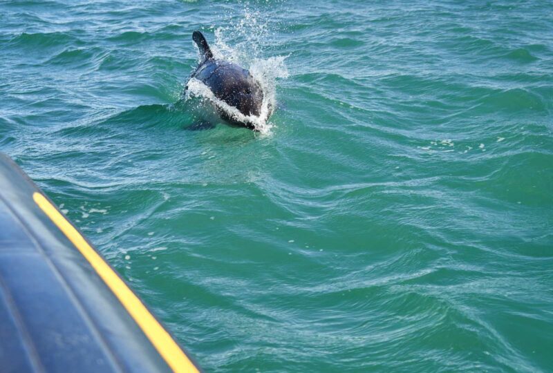 Peales dolphins off the Patagonian coast