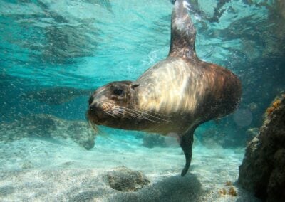 Sea lion underwater San Cristobal Island, Galapagos