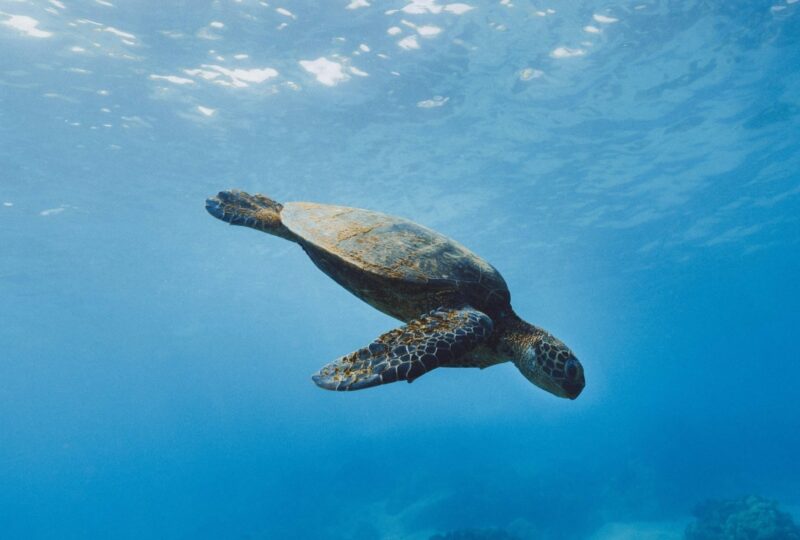 A sea turtle seen underwater around the Galapagos islands