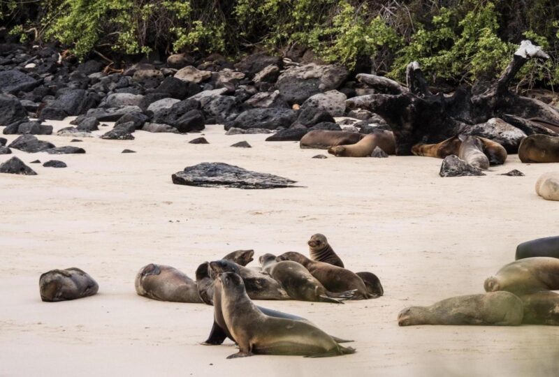 Sea lions on the beach of Santa Fe in the Galapagos islands