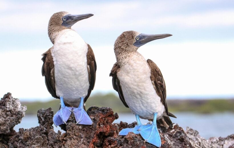 Two Blue-footed Boobies standing on a rocky outcrop in the Galapagos Islands