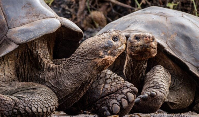 Giant tortoises in the Galapagos