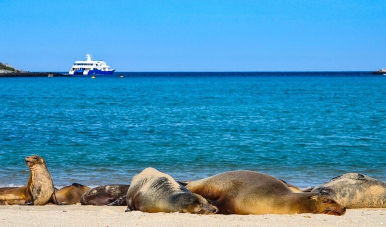 Sea lions on the beach of Santa Fe, Galapagos