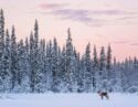 Reindeer in snow with pine forests and sunset sky