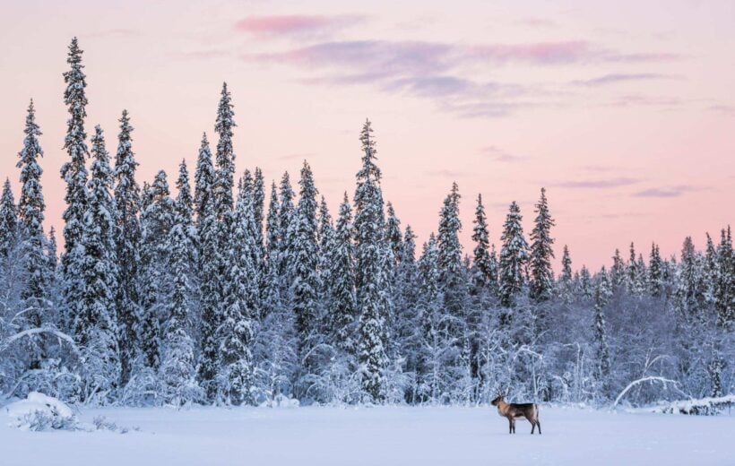 Reindeer in snow with pine forests and sunset sky