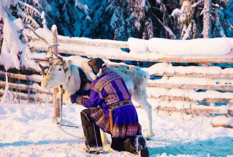 Man in Saami traditional garments tending to a Reindeer