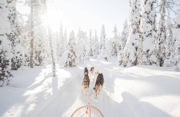 Dog sledding in Lapland.