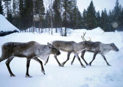 Reindeer walking through the snow in Finnish Lapland