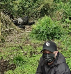 Gorilla trekking Rwanda