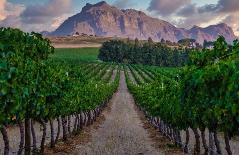 Vineyard landscape at sunset with mountains in Stellenbosch, near Cape Town