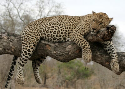 A leopard on a tree branch in Sabi Sands, South Africa