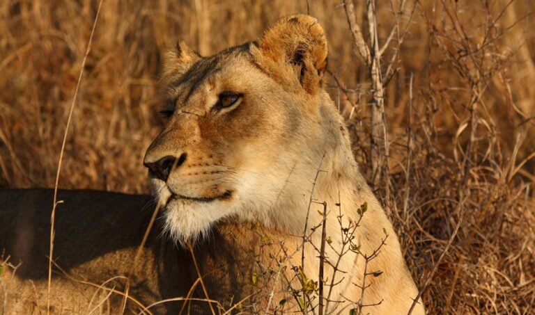 A lioness in Sabi Sands, South Africa