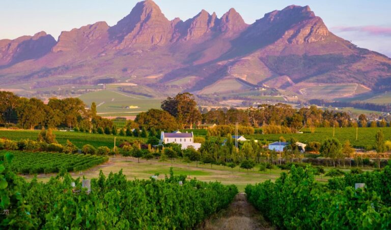 Vineyards with mountains in the background, South Africa