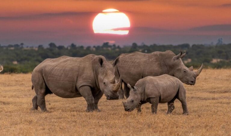 Rhinos seen at sunset on safari in Africa