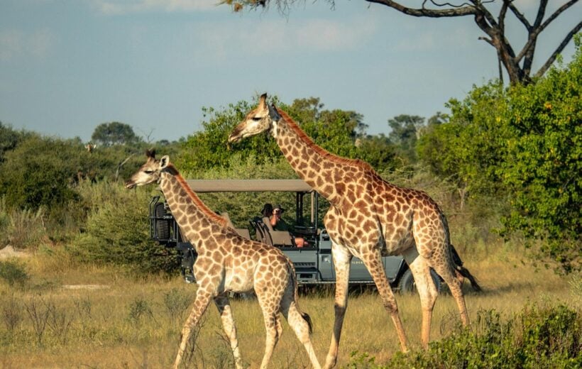 Giraffes seen on safari in Botswana