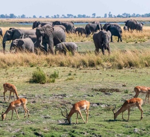 Impala antelopes grazing with elephants in the background