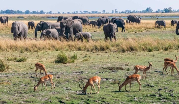 Impala antelopes grazing with elephants in the background