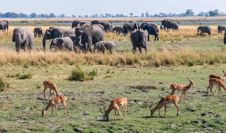 Impala antelopes grazing with elephants in the background