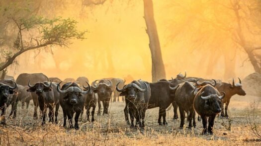 A herd of buffalo in Lower Zambezi National Park