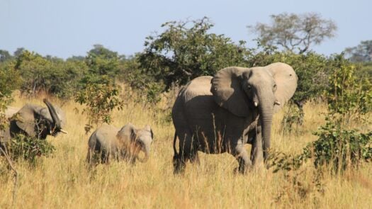 Elephants in Kafue National Park, Zambia