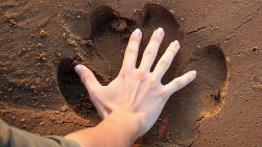 A human handprint over a hippo print spotted on a walking safari