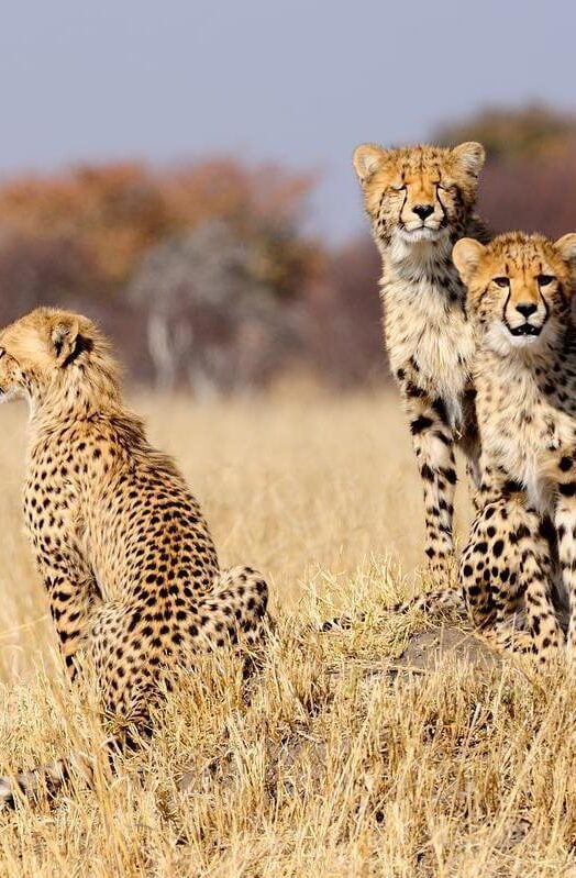 Cheetah cubs spotted on safari