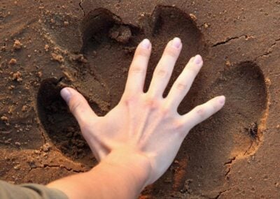 A human handprint in comparison to a hippo print found on walking safari