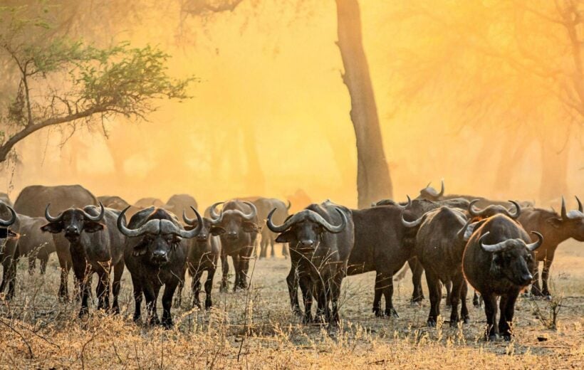 A herd of buffalo at sunrise in the Lower Zambezi