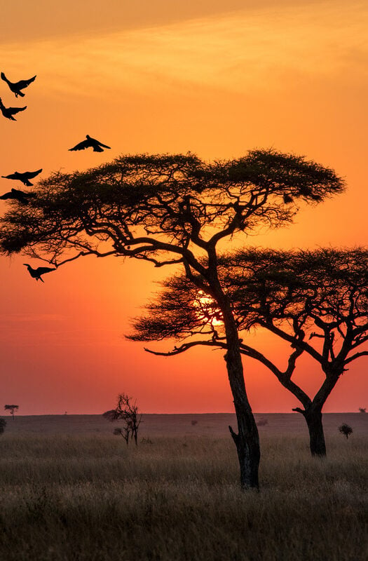 Amazing sunrise in Serengeti National Park, Tanzania